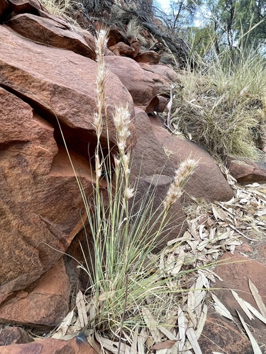 Cymbopogon ambiguus (Wild lemon grass) — photo