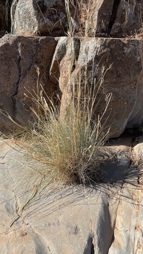 Cymbopogon ambiguus