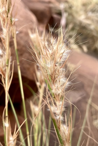 Cymbopogon ambiguus (Wild lemon grass) — photo