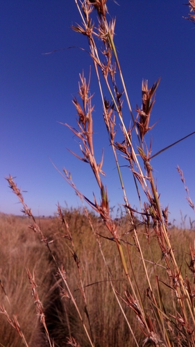 Cymbopogon caesius subsp. giganteus (Tsauri grass) — photo