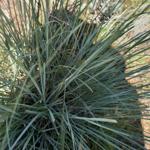 Cymbopogon caesius subsp. giganteus (Tsauri grass) — photo