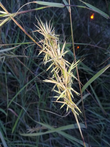 Cymbopogon caesius subsp. giganteus