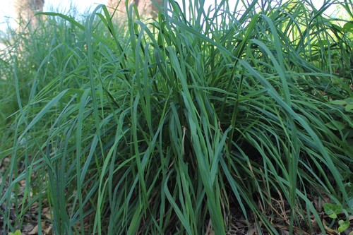 Cymbopogon citratus (Lemon grass) — photo