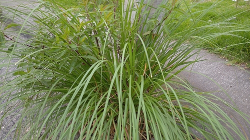 Cymbopogon citratus (Lemon grass) — photo