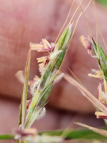 Cymbopogon coloratus ("Lemon grass") — photo