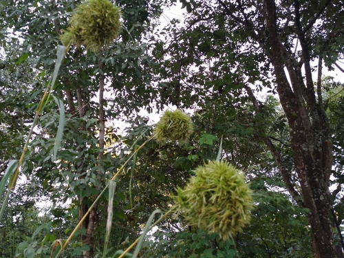 Cymbopogon densiflorus (Lusangusangu) — photo