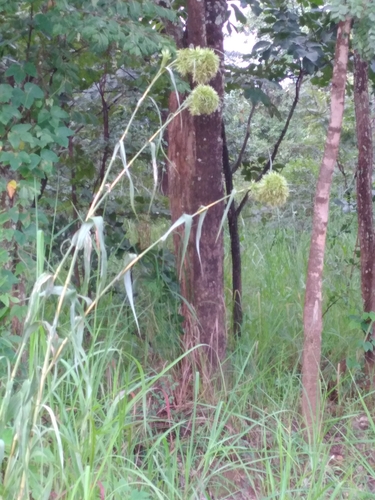 Cymbopogon densiflorus (Lusangusangu) — photo