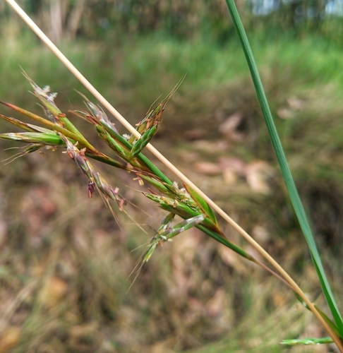 Cymbopogon giganteus (Giant turpentine grass) — photo