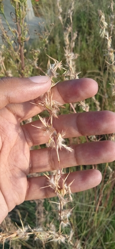 Cymbopogon jwarancusa (Karnkusa grass) — photo