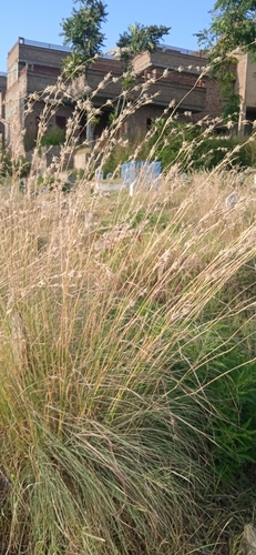 Cymbopogon jwarancusa