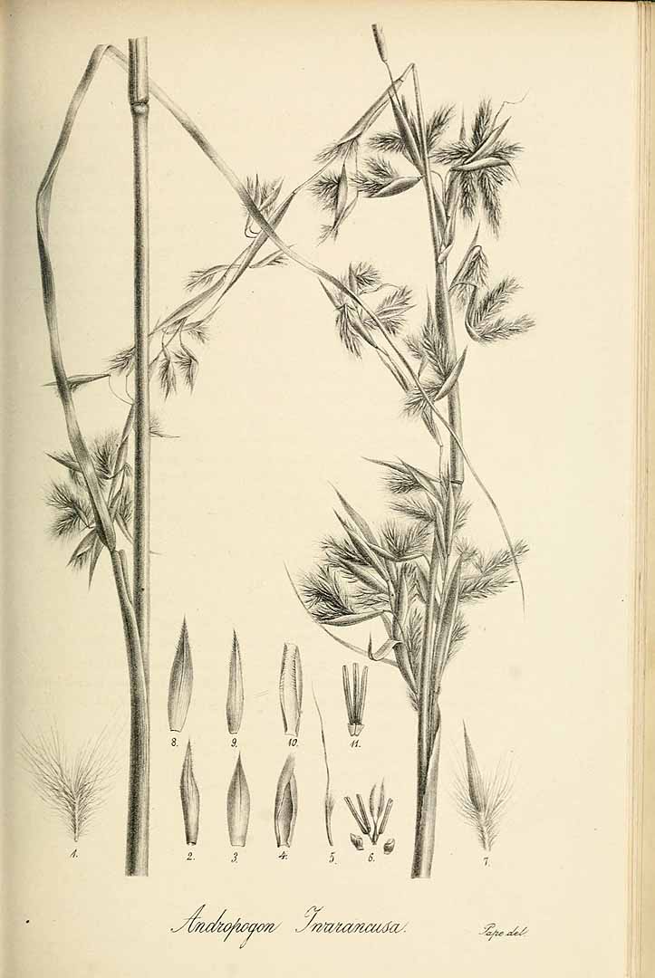 Cymbopogon jwarancusa (Karnkusa grass) — photo
