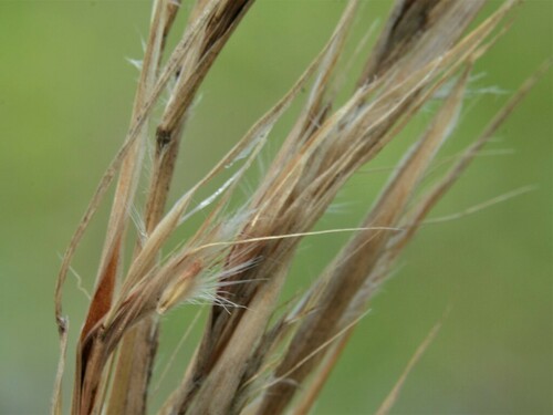 Cymbopogon procerus (East India lemon grass) — photo