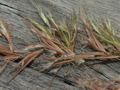 Cymbopogon procerus (East India lemon grass) — photo