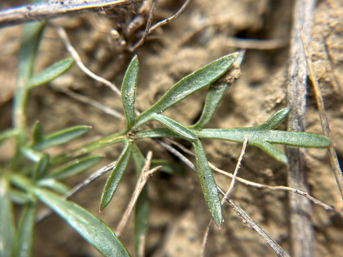 Cymopterus acaulis (Plains springparsley) — photo