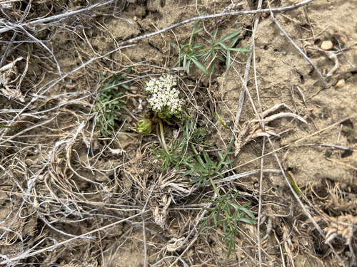 Cymopterus acaulis (Plains springparsley) — photo