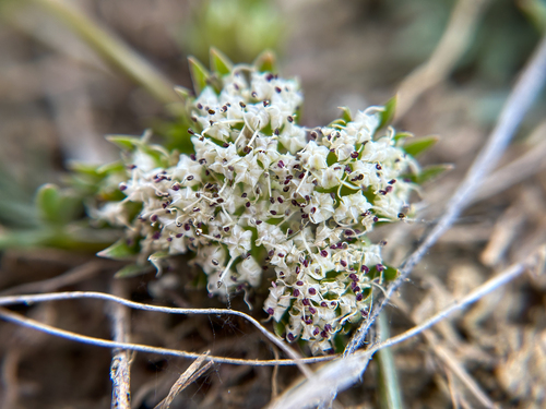 Cymopterus acaulis