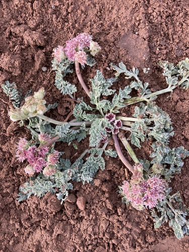 Cymopterus bulbosus (Bulbous springparsley) — photo
