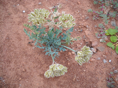 Cymopterus bulbosus (Bulbous springparsley) — photo