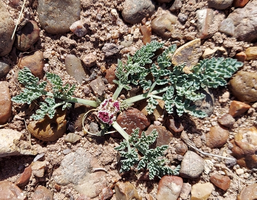 Cymopterus bulbosus