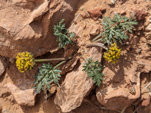 Cymopterus fendleri (Fendler's springparsley) — photo