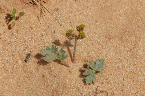 Cymopterus fendleri (Fendler's springparsley) — photo