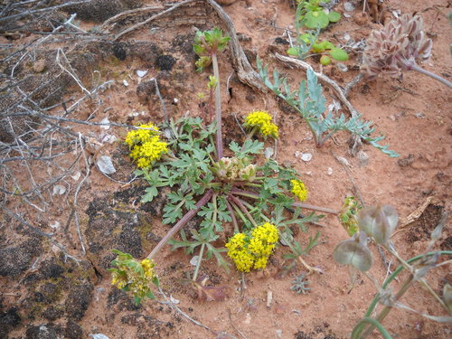 Cymopterus fendleri