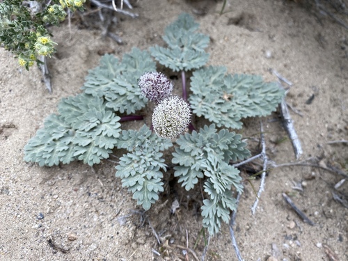 Cymopterus globosus (Globe springparsley) — photo