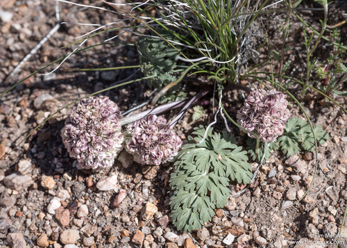 Cymopterus globosus (Globe springparsley) — photo