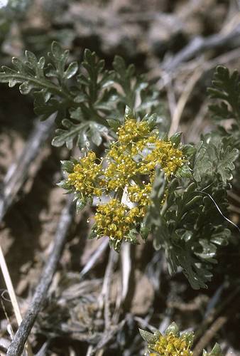 Cymopterus glomeratus (Biscuit root) — photo