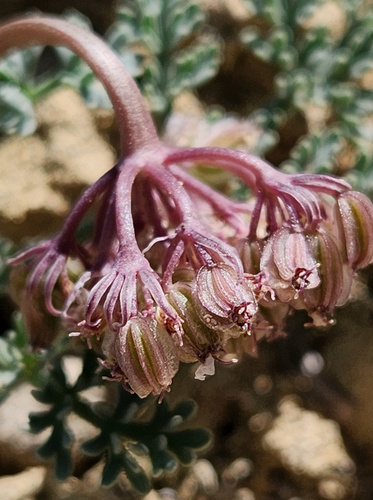 Cymopterus longipes (Longstalk springparsley) — photo