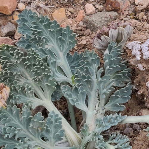 Cymopterus montanus (Mountain spring parsley) — photo