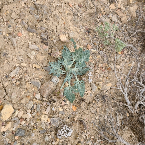 Cymopterus montanus (Mountain spring parsley) — photo