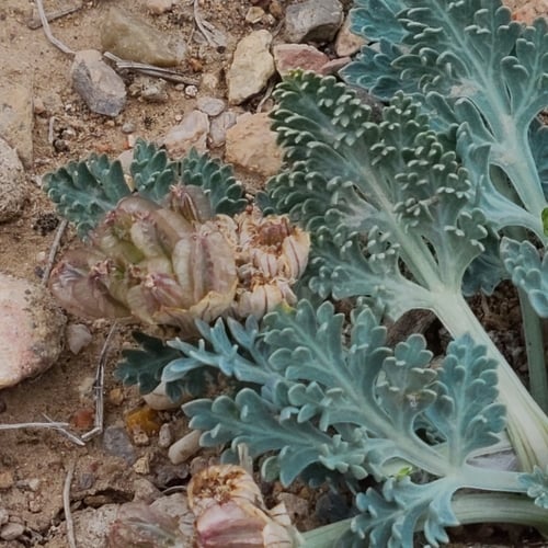 Cymopterus montanus