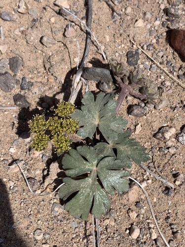 Cymopterus newberryi — photo