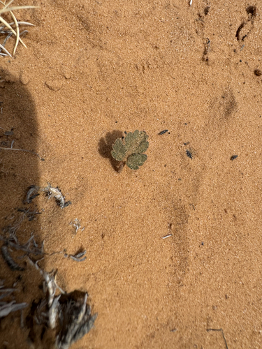 Cymopterus newberryi — photo