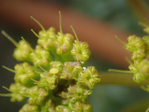 Cymopterus purpureus — photo