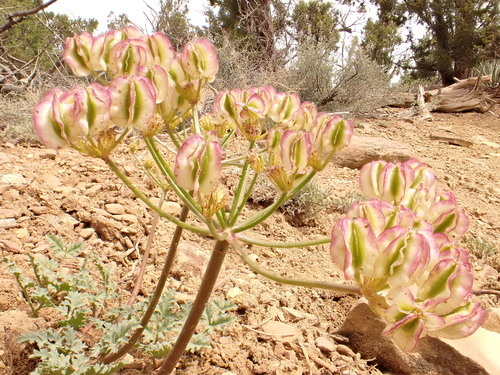 Cymopterus purpureus — photo