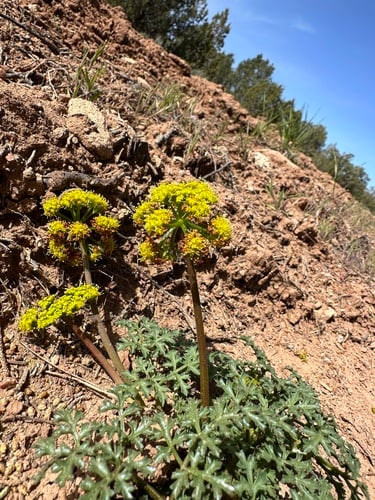 Cymopterus purpureus