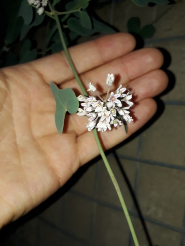 Cynanchum acutum subsp. sibiricum (Swallow wort) — photo