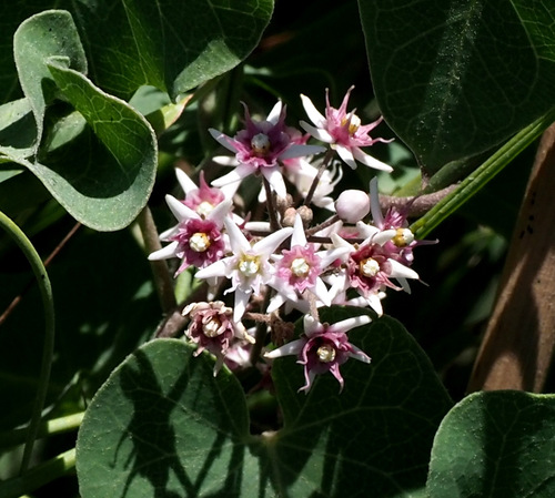 Cynanchum acutum subsp. sibiricum