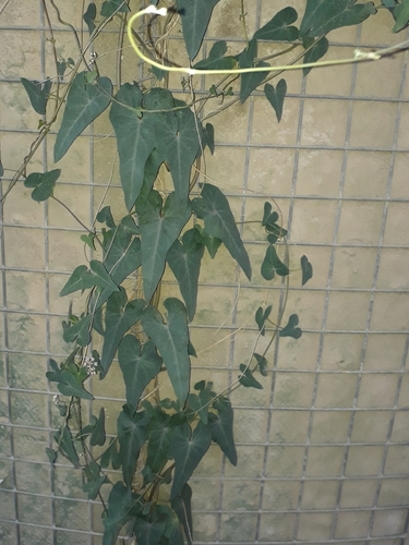 Cynanchum acutum subsp. sibiricum (Swallow wort) — photo