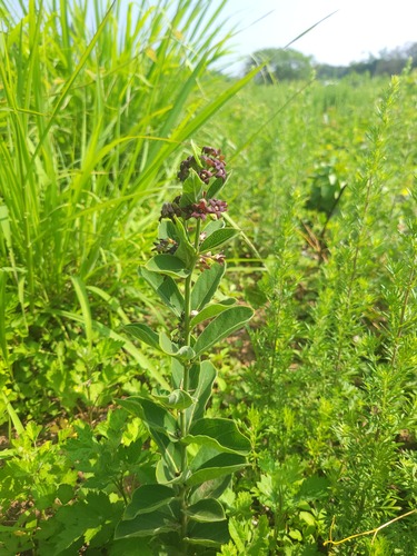 Cynanchum atratum (Blackend Swallowwort) — photo