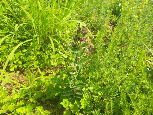 Cynanchum atratum (Blackend Swallowwort) — photo
