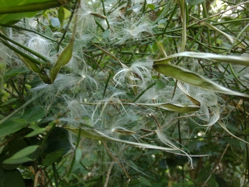Cynanchum caudatum (Vincetoxin) — photo