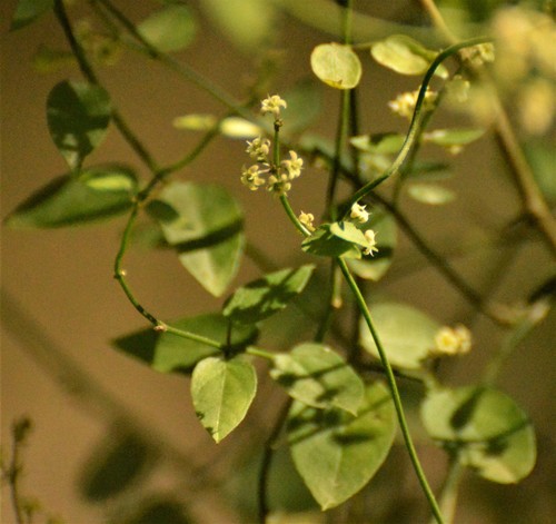 Cynanchum caudatum