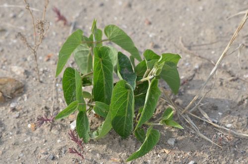 Cynanchum chinense (Imaan eber) — photo