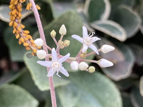 Cynanchum chinense (Imaan eber) — photo