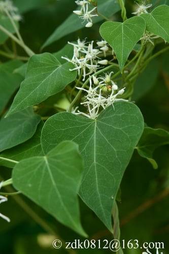 Cynanchum chinense