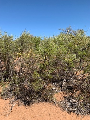 Cynanchum floribundum (Native pear) — photo