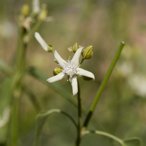 Cynanchum floribundum